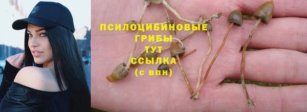 прущие грибы Новокубанск