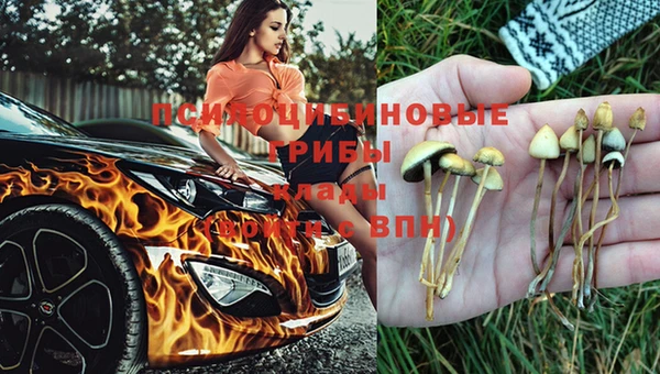 прущие грибы Новокубанск