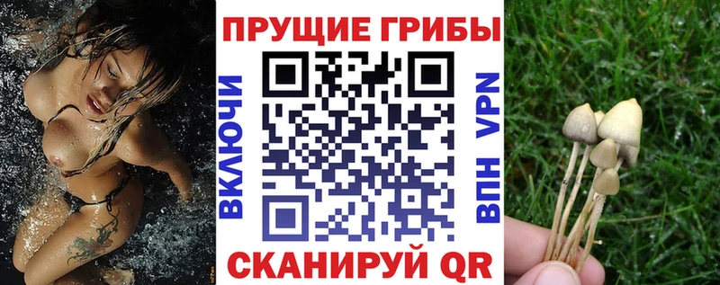 Псилоцибиновые грибы Psilocybe  Купить где  Рыбинск 